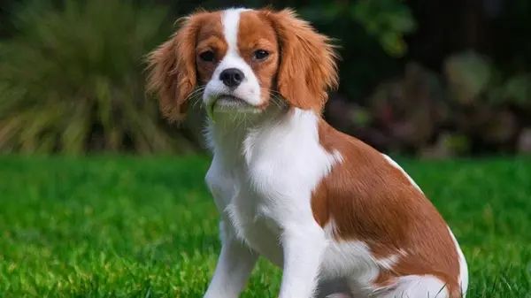 Кто на самом деле руководит в вашем доме — вы или любимец