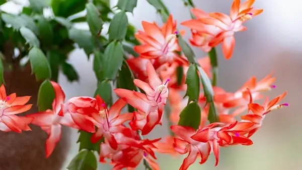 Как заставить декабрист зацвести к Рождеству