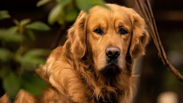 Три породы собак, которые опустошают кошелек владельцев: предупреждение ветеринара