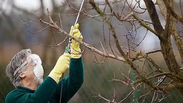 Эксперт рассказал, что обязательно нужно сделать сейчас в саду: две важные обработки деревьев