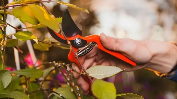 Не все растения нуждаются в осенней обрезке. Наоборот, для некоторых она может быть фатальной