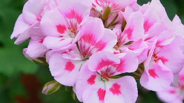 Вот почему нельзя держать эти цветы дома одиноким женщинам