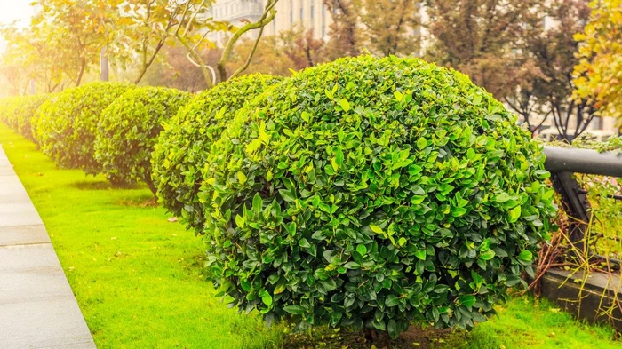 Какие деревья быстро растут и выглядят роскошно: их непременно надо посадить в своем саду