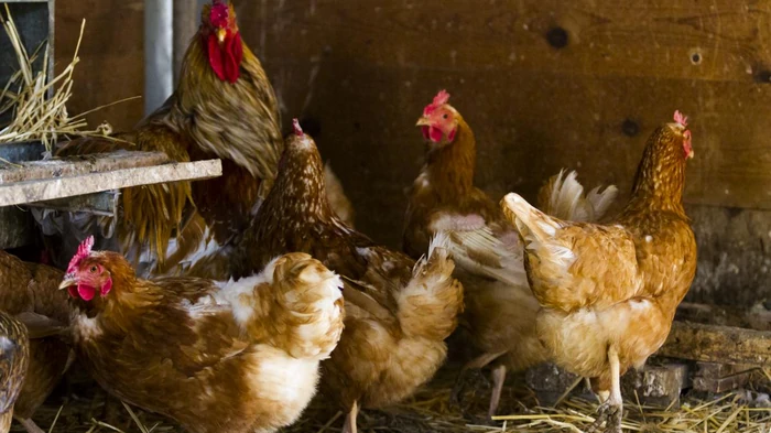 Курятник будет сухим и комфортным: чем утеплить стены и пол без лишних расходов