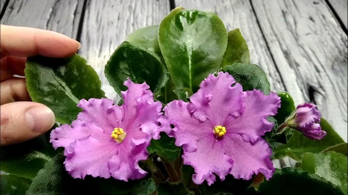 Одну ложку на литр воды — и фиалка будет цвести всю зиму: эта «подкормка» есть у всех