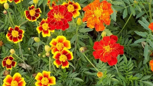 Как и когда сеять чернобрывцы под зиму: полезные советы