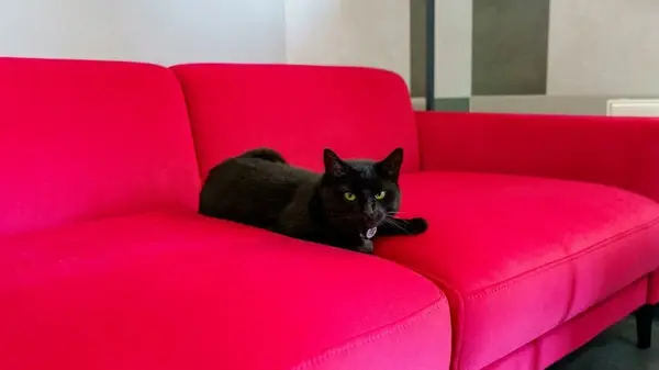 Диван, не боящийся когтей и шерсти: советы для владельцев домашних животных