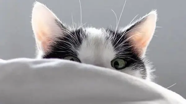 Как отучить кошку будить вас в пять утра: воспользуйтесь этим подходом