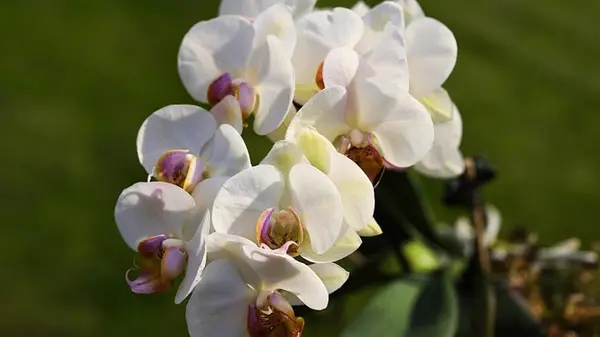 Как правильно обрезать орхидеи, чтобы они цвели год за годом: советы опытного садовода