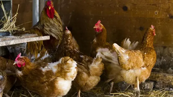 Сколько воды нужно давать курам в день, чтобы хорошо неслись зимой: простая формула