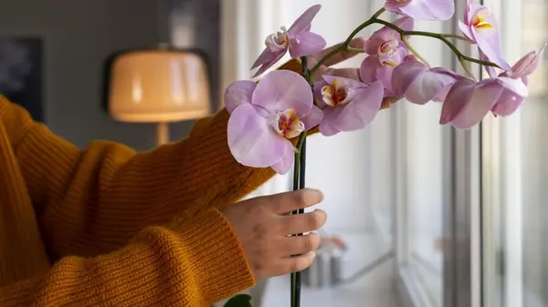 Не выбрасывайте кухонные отходы: полейте этим орхидею — и она будет выпускать цветы даже зимой