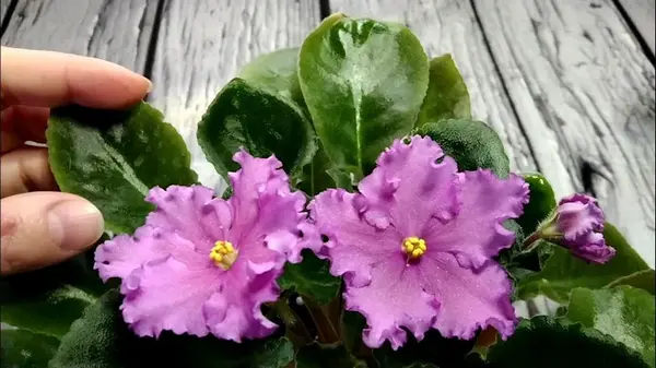 Одну ложку на литр воды — и фиалка будет цвести всю зиму: эта «подкормка» есть у всех