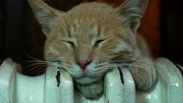 Как сделать батареи теплее зимой: трюк, заставляющий радиаторы сильнее греть даже при -25