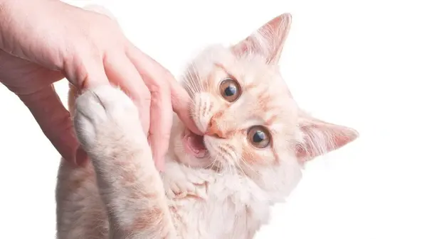 Почему ваш кот постоянно кусается и как это прекратить