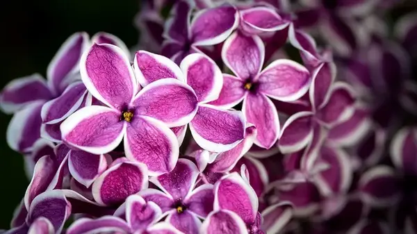 Сирень будет вся в цветах: как и когда обрезать кусты перед зимой