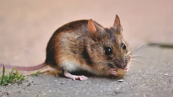 Чего боятся мыши в доме: как они выбирают себе дом для зимовки