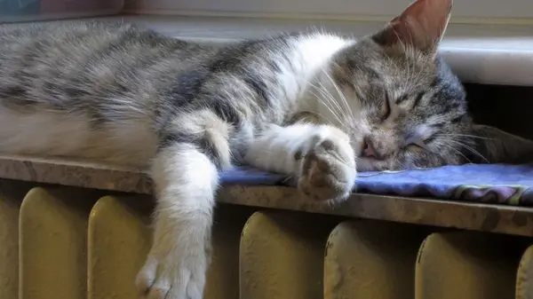 Эксперты объяснили, как правильно использовать радиаторы