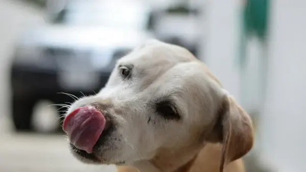 Из чего должен состоять рацион пожилой собаки без зубов: что лучше выбрать