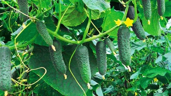 Названы лучшие сорта огурцов для следующего сезона: обильно плодоносят, не боятся холода и жары