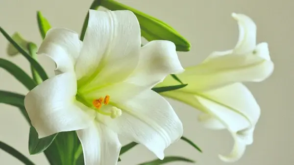 Три цветка, которые никогда не дарят в букетах, хотя они очень красивые: почему причина