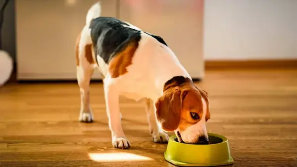 Нужно ли вашей собаке больше кальция для здоровья