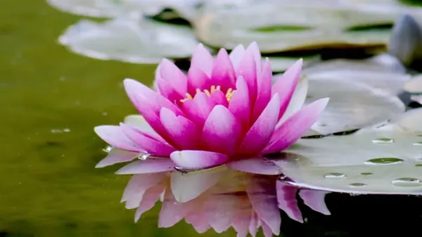 Какие растения нельзя приносить в свой дом, потому что они притягивают опасность и болезни