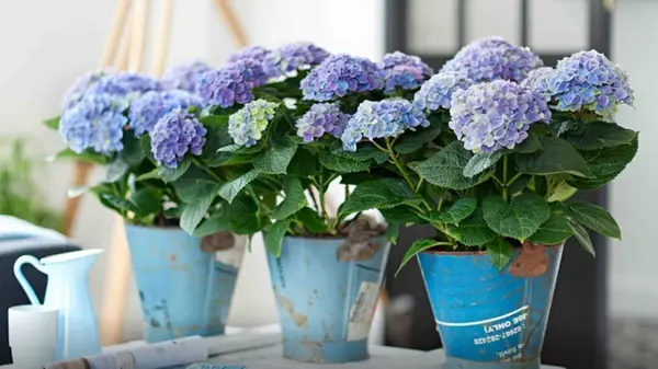 Зимовка гортензий: что делать, чтобы растения пережили холода и пышно цвели в следующем году