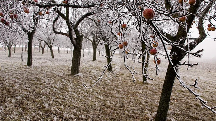 Чтобы яблони с грушами не болели и щедро плодоносили: чем подкормить сад под зиму