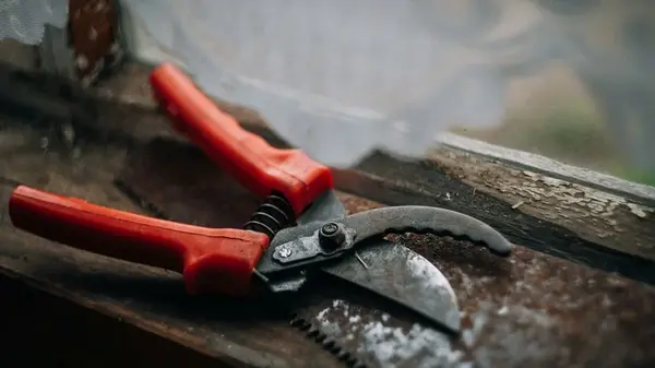 Успейте до конца ноября: одно действие и 15 минут, чтобы урожай был в пять раз больше