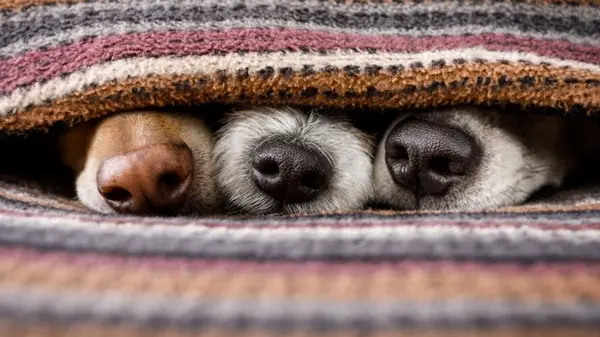 5 собак, которые больше всего мерзнут зимой: кого придется утеплять даже в квартире