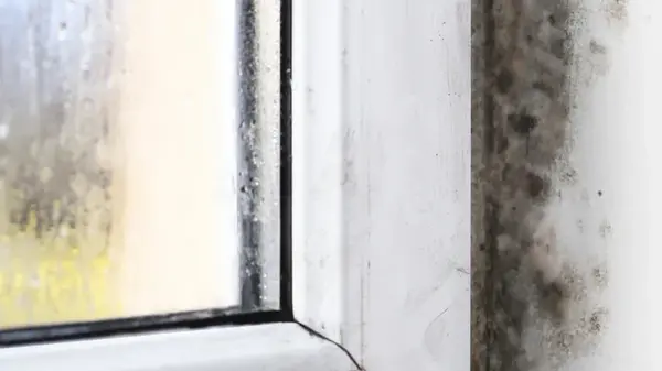 Как избавиться от плесени в ванной: дешевое средство уберет ее за 10 минут