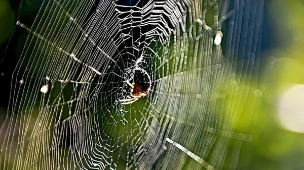 Что делать, если вас укусил паук: опасные симптомы и когда срочно идти к врачу