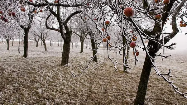Чтобы яблони с грушами не болели и щедро плодоносили: чем подкормить сад под зиму