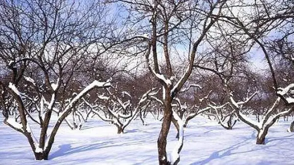 Какие деревья в саду не нуждаются в защите: хорошо переносят зиму и обильно плодоносят