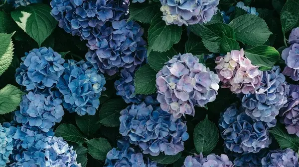 Как уберечь гортензии от морозов: простой натуральный способ для пышного цветения весной