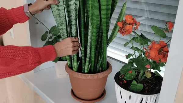 Эту ошибку допускают почти все: что зимой может убить комнатные растения