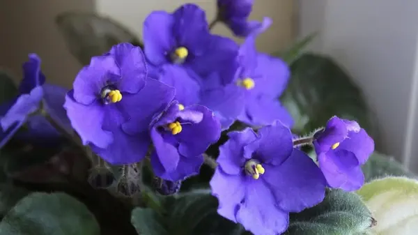 Полейте фиалку этим настоем из кожуры — и она пышно зацветет: секрет профессиональных флористов