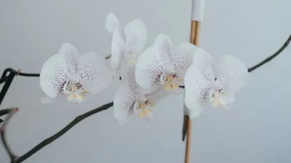 Секреты роскошного цветения орхидеи: важные советы по уходу за растением