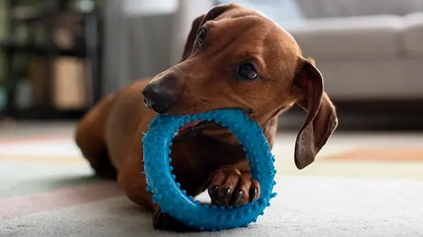 Опасные игрушки для собак: рассказывает кинолог