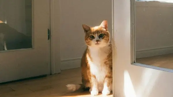 Почему во время переезда первой запускали кошку в новый дом