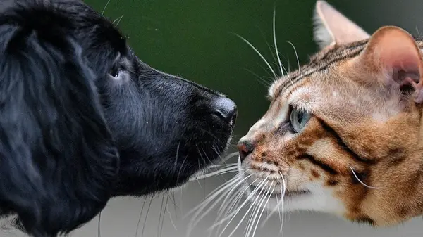 Безопасно ли спать с котом или собакой: ветеринар назвала главные риски