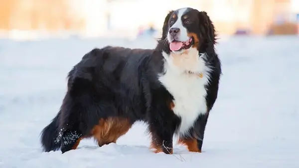 Ветеринары назвали 5 лучших пород собак для тех, у кого дома есть коты