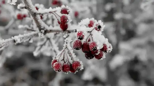 Зодиакальный гороскоп на декабрь 2025 года для всех 12 знаков