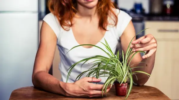 Как часто поливать хлорофитум, чтобы он пышно рос