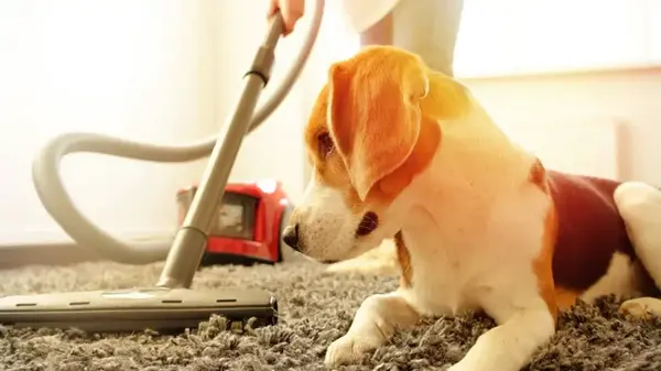 Осторожно: 5 ингредиентов в средствах для уборки, которые опасны для ваших любимцев