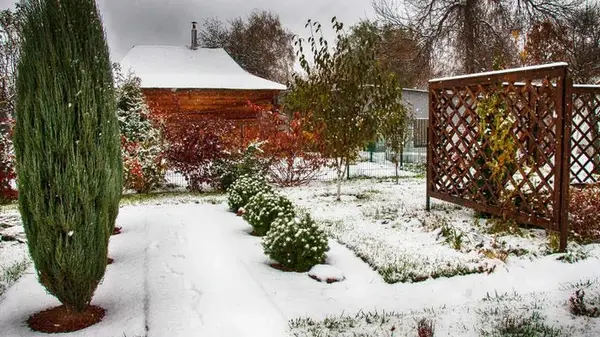 10 растений с голыми корнями, которые эксперты советуют высаживать именно зимой