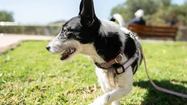 Как отучить собаку лаять на других животных