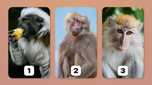 Всезнайка вы или нет: какую обезьяну вы выберете — тест на личность
