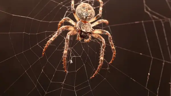 Сколько у пауков глаз и могут ли они слышать: интересные факты