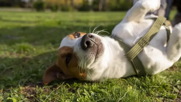 Какие собаки являются редкими и одновременно самыми красивыми: эксперты назвали топ-5 пород